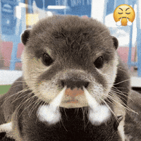 Mad Otter GIF