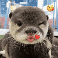 Otter Love GIF