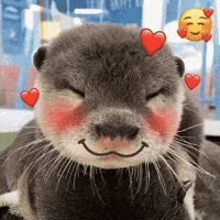 Otter Love GIF
