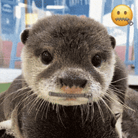 Otter Zip GIF