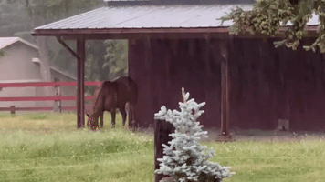 Horse Takes Cover as Heavy Rain Hits Western Washington