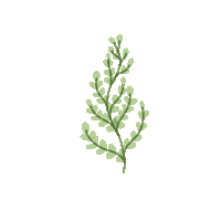 Fern Sticker