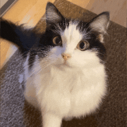 cat gif