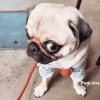 Pug What GIF