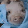 piglets baby pigs GIF