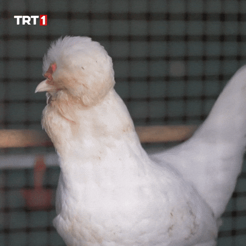 Aaaa Omg GIF by TRT