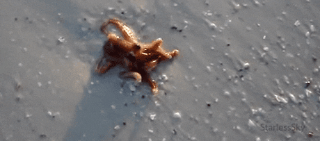 sea life octopus GIF