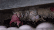 oikeuttaelaimille chicken egg eggs finland GIF