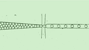 cells GIF by Harvard Medical School