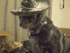 Cat GIF by Justin