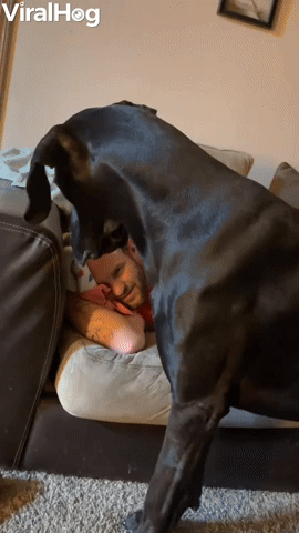 Snoring Technique Keeps Nosy Great Dane At Bay