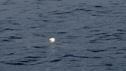 danger GIF by Shark Week