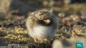 natural history wildlife GIF by BBC Earth