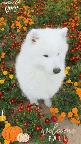 Fall Flowers GIF