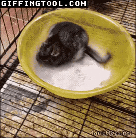 giphyupload GIF