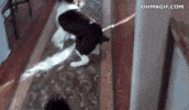 Dog Spinning GIF
