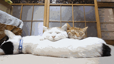 tired cat GIF