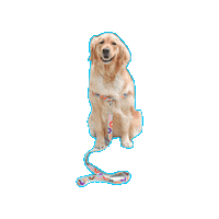 PetSafe happy dog puppy golden Sticker