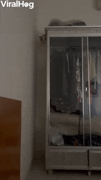 International Cat Day GIF by ViralHog