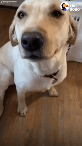 Dog GIF by The Dodo