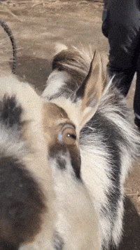 Baby Goats Bounce Around Nashville Zoo on National Farm Animals Day