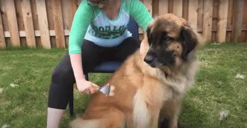 BellaToby giphyupload GIF