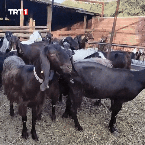 Where Are You What GIF by TRT