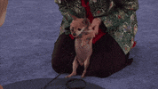 GIF by Hallmark Channel