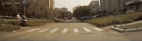 walking pigeon GIF