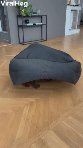 Cocker Spaniel Spins Around Under Flipped Dog Bed