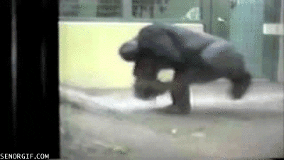 gorilla spinning GIF by Cheezburger
