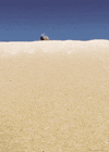 Dung Beetle Insect GIF