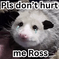 Charles Ross Possum GIF
