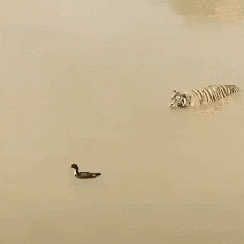 cuteanimalland giphyupload GIF