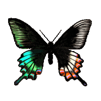 dinaaaaaah nature flying butterfly gif artist Sticker