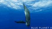 blue planet ocean GIF by BBC Earth
