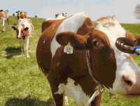 Cow GIF by Organic Valley