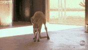 Episode 11 Kangaroo GIF by The Bachelor
