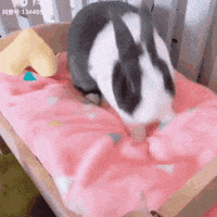 Cat Bunny GIF