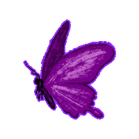 Women Butterfly Sticker by IMI - Isis Media Ideas