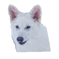 Dire Wolf Sunglasses Sticker by Colossal