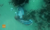 Caught on Camera: Giant Cuttlefish Mate at Port Phillip Bay
