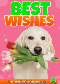 PetJuvenate petjuvenate henlo hooman fren love rescue dogs treatos and woofer for pupper GIF