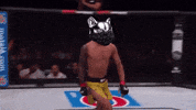 Shiba GIF by SHIBABETS.GG