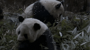 pandas meal GIF by Neon Panda MX