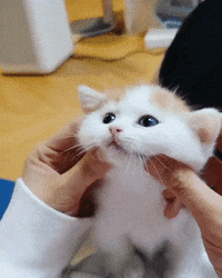 Cute Animals GIF by giphydiscovery