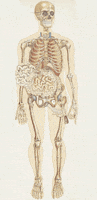 human body health GIF