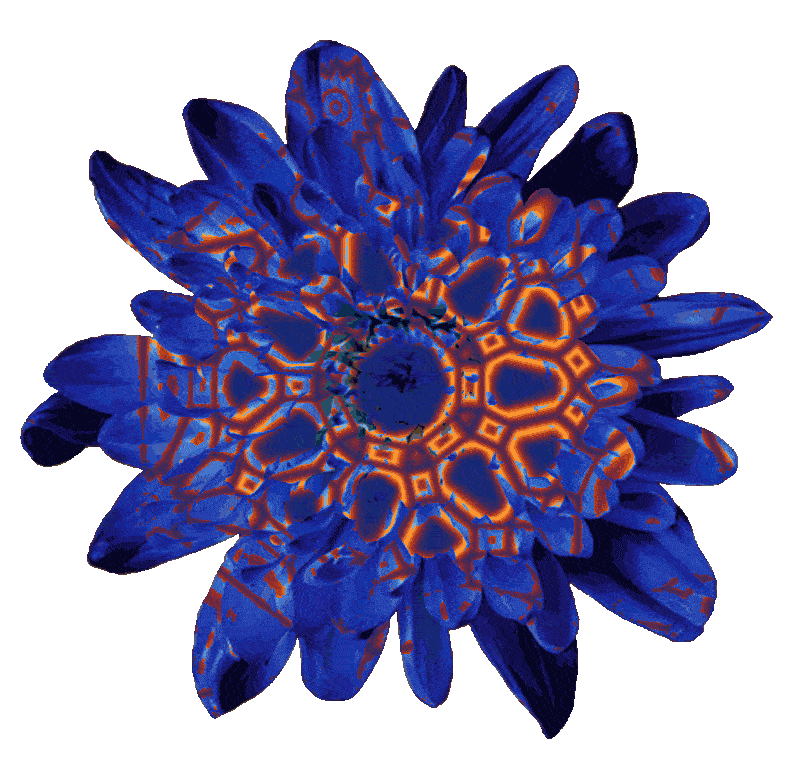 Flower Grow Sticker by Apply
