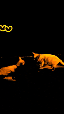 ilknursahn giphygifmaker giphyattribution love cat GIF