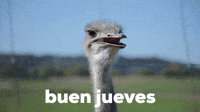 Buen Jueves
